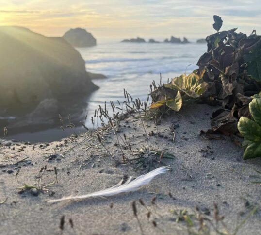 Explore Bandon, Sunset Oceanfront Lodging